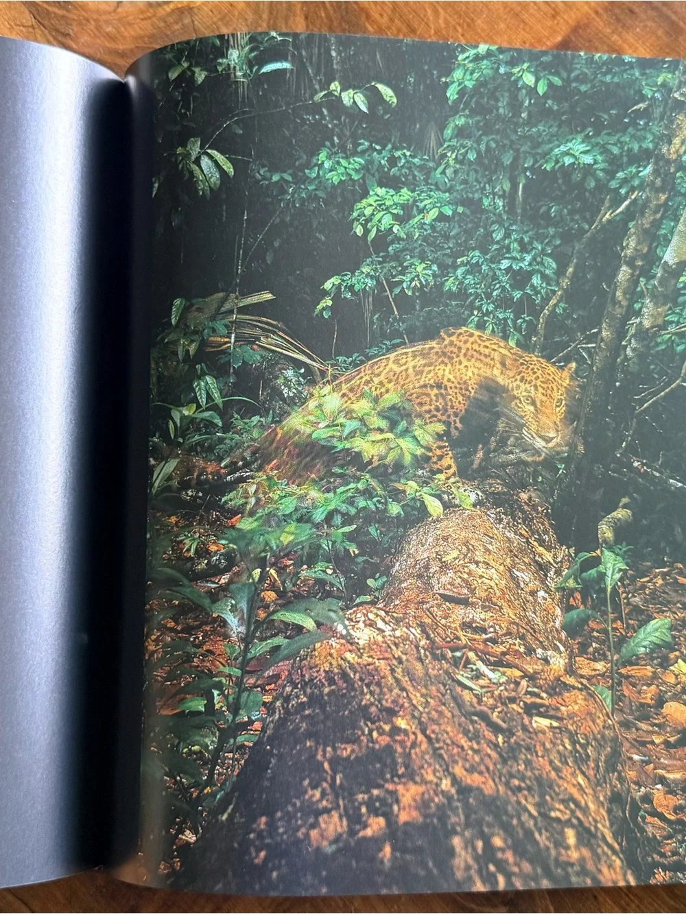 National Geographic Hardcover Coffee Table Book - Blue, Tan, White